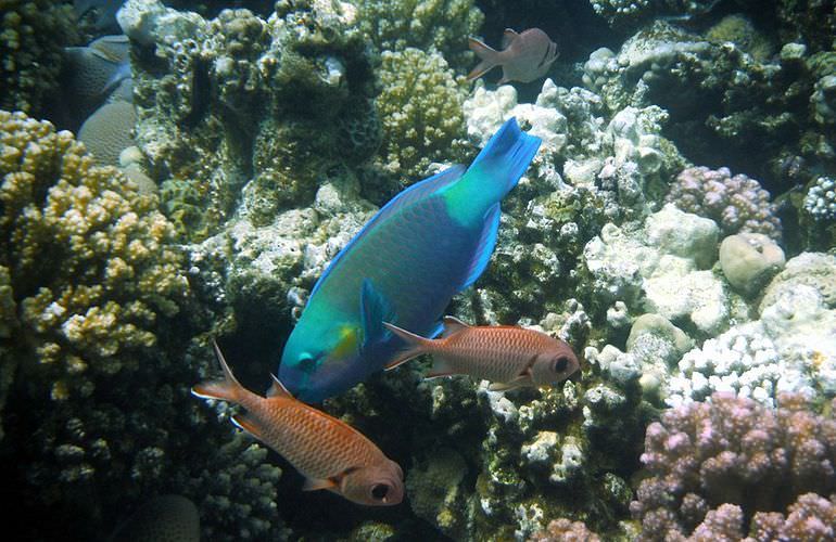 Schnorchelausflug zur Marsa Mubarak Bucht von Marsa Alam aus