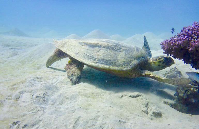 Ausflug nach Marsa Mubarak & Marsa Shoona von Marsa Alam aus