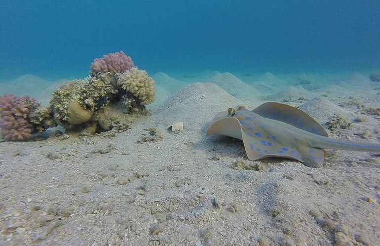 Schnorcheln in der Marsa Mubarak Bucht - Ausflug ab Marsa Alam