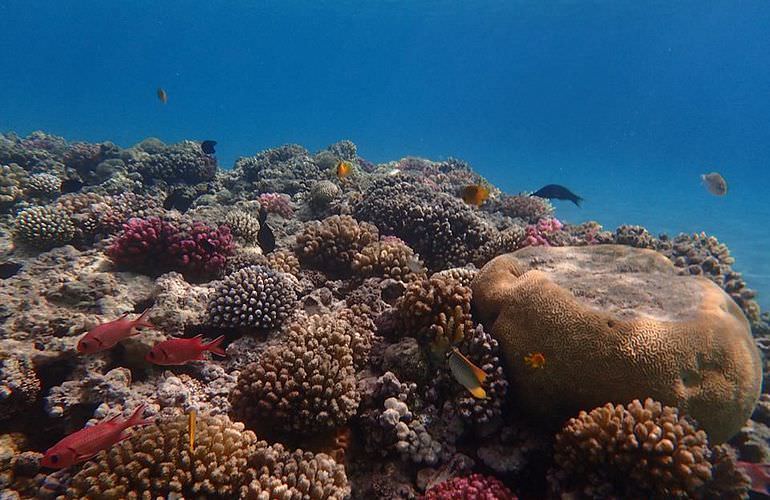 Schnorchelausflug zur Marsa Mubarak Bucht von Marsa Alam aus