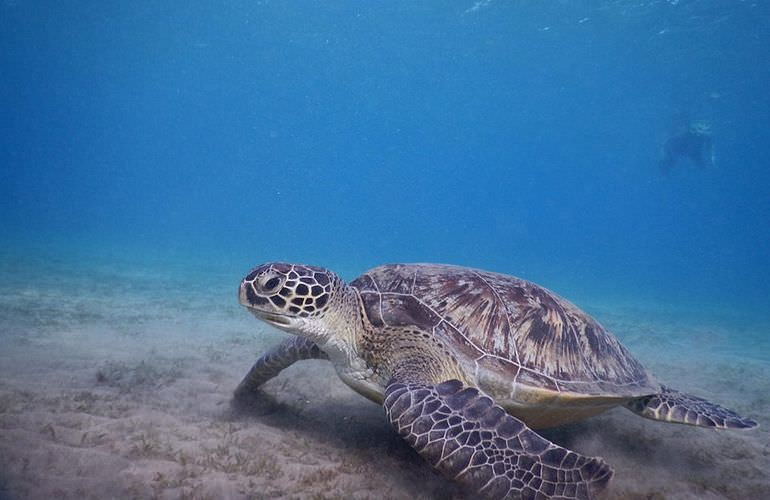 Schnorcheln in der Marsa Mubarak Bucht - Ausflug ab Marsa Alam