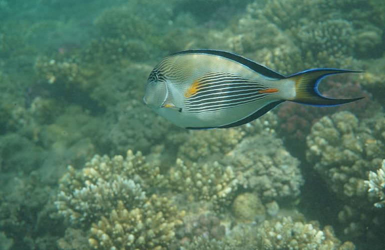 Schnorchelausflug zur Marsa Mubarak Bucht von Marsa Alam aus