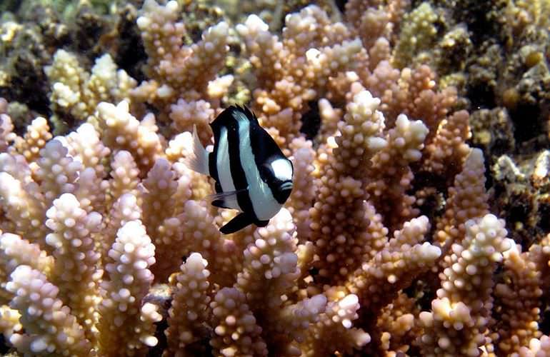 Schnorcheln in der Marsa Mubarak Bucht - Ausflug ab Marsa Alam