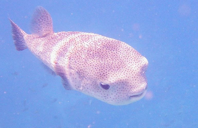 Schnorchelausflug zur Marsa Mubarak Bucht von Marsa Alam aus