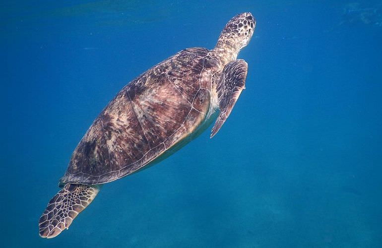 Schnorchelausflug zur Marsa Mubarak Bucht von Marsa Alam aus