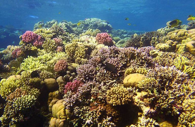 Schnorcheln in der Marsa Mubarak Bucht - Ausflug ab Marsa Alam