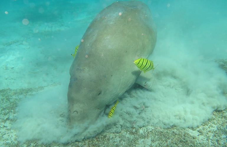 Schnorchelausflug zur Marsa Mubarak Bucht von Marsa Alam aus