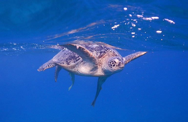 Schnorchelausflug zur Marsa Mubarak Bucht von Marsa Alam aus