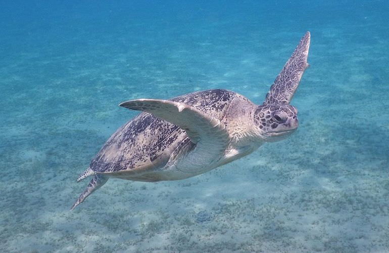 Schnorcheln in der Marsa Mubarak Bucht - Ausflug ab Marsa Alam