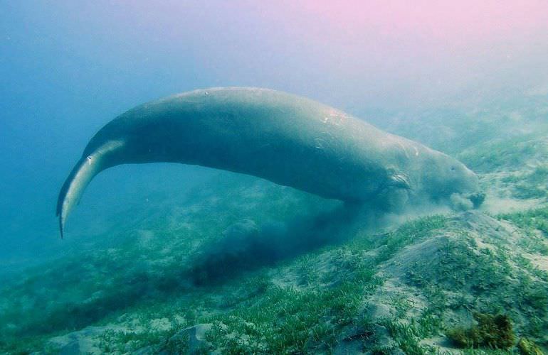 Schnorchelausflug zur Marsa Mubarak Bucht von Marsa Alam aus