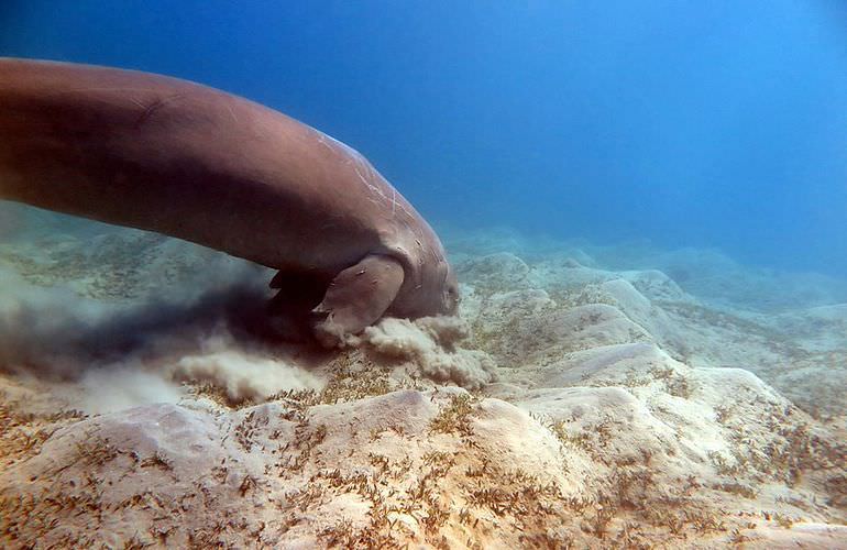 Schnorcheln in der Marsa Mubarak Bucht - Ausflug ab Marsa Alam