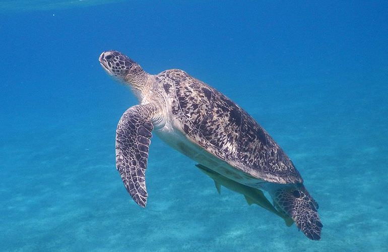 Schnorchelausflug zur Marsa Mubarak Bucht von Marsa Alam aus