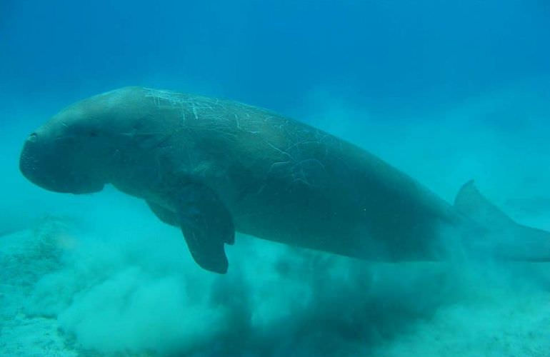 Schnorcheln in der Marsa Mubarak Bucht - Ausflug ab Marsa Alam