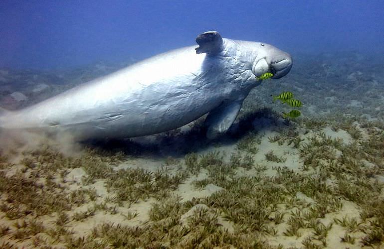 Schnorchelausflug zur Marsa Mubarak Bucht von Marsa Alam aus