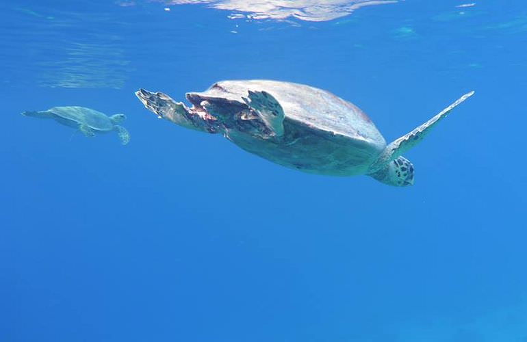 Schnorchelausflug zur Marsa Mubarak Bucht von Marsa Alam aus