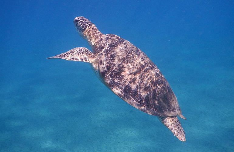 Schnorcheln in der Marsa Mubarak Bucht - Ausflug ab Marsa Alam