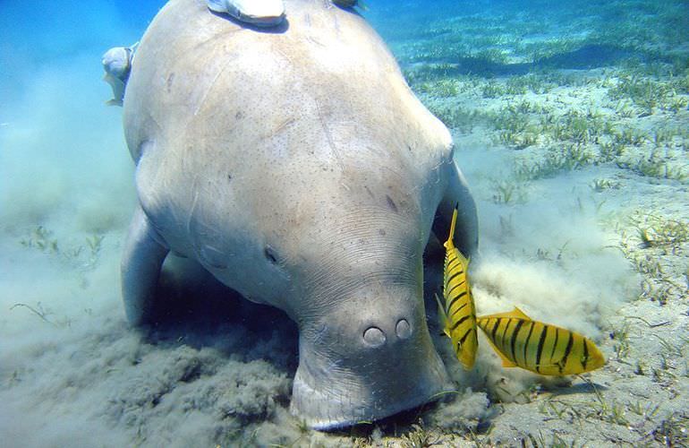 Schnorchelausflug zur Marsa Mubarak Bucht von Marsa Alam aus