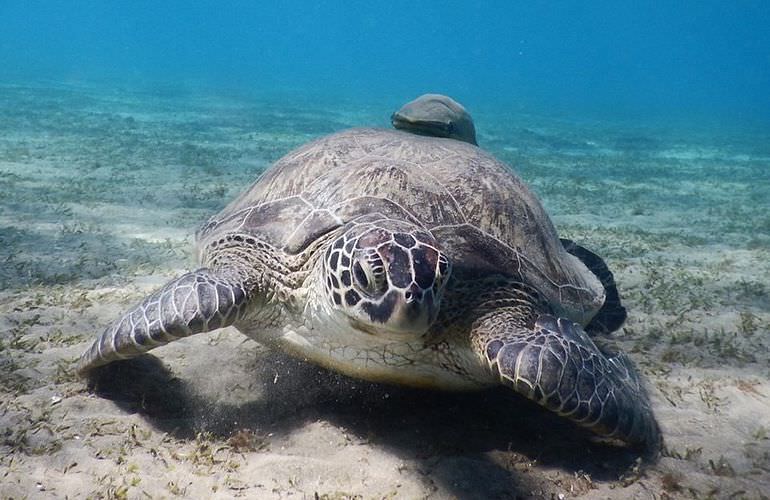 Schnorcheln in der Marsa Mubarak Bucht - Ausflug ab Marsa Alam