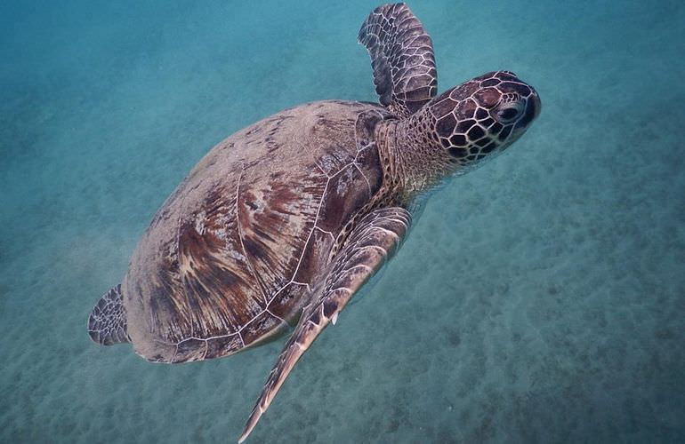 Schnorchelausflug zur Marsa Mubarak Bucht von Marsa Alam aus