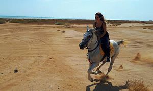 Pferde Reiten in Marsa Alam: Reiten am Strand oder in der Wüste