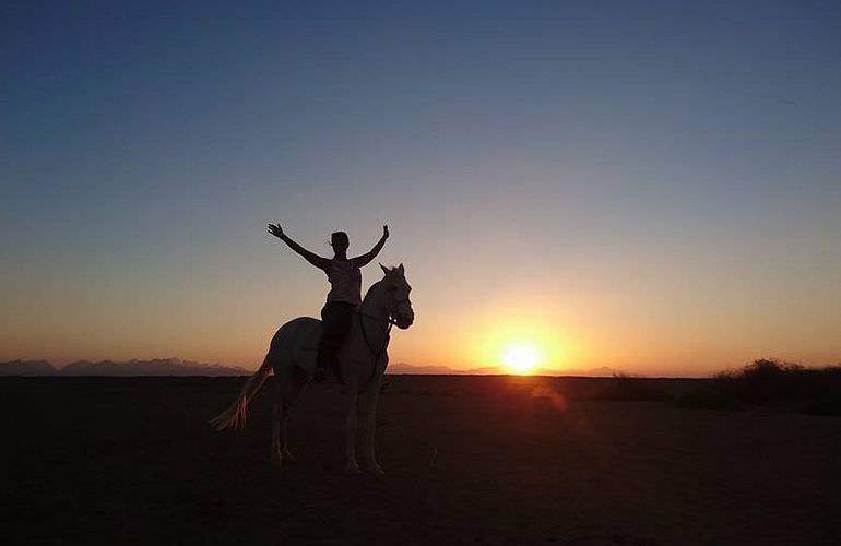 Pferde Reiten in Marsa Alam: Reiten am Strand oder in der Wüste