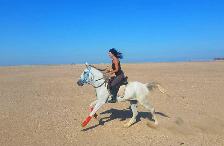 Pferde Reiten in Marsa Alam: Reiten am Strand oder in der Wüste