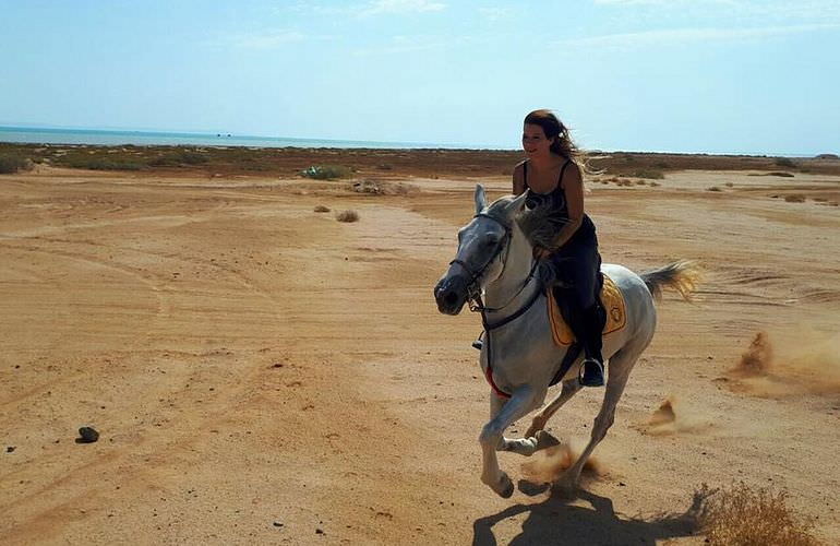 Pferde Reiten in Marsa Alam: Reiten am Strand oder in der Wüste