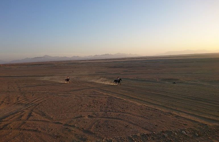 Pferde Reiten in Marsa Alam: Reiten am Strand oder in der Wüste