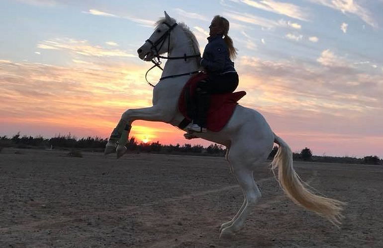 Pferde Reiten in Marsa Alam: Reiten am Strand oder in der Wüste