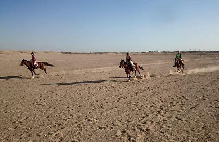 Pferde Reiten in El Quseir: Reiten am Strand oder in der Wüste