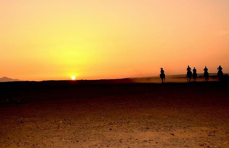 Pferde Reiten in Marsa Alam: Reiten am Strand oder in der Wüste