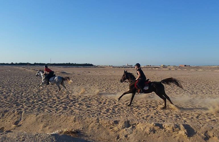 Pferde Reiten in Marsa Alam: Reiten am Strand oder in der Wüste