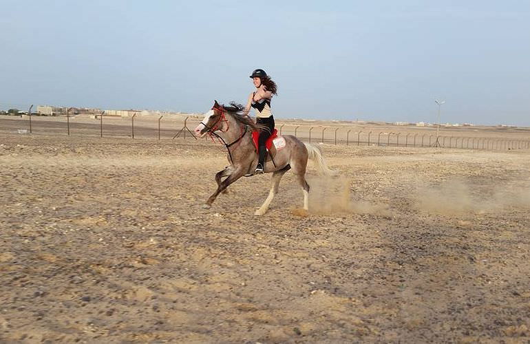 Pferde Reiten in Marsa Alam: Reiten am Strand oder in der Wüste