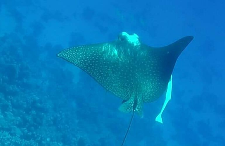 Schnorchelausflug zu den Qulaan Inseln in Marsa Alam 