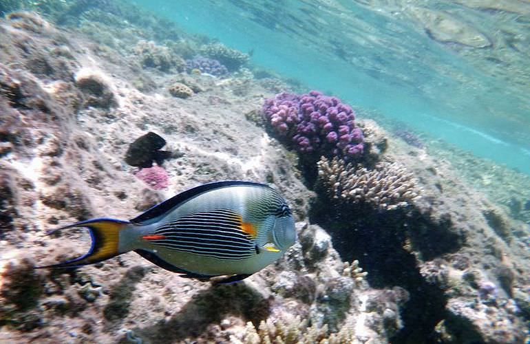 Schnorchelausflug zu den Qulaan Inseln in Marsa Alam 