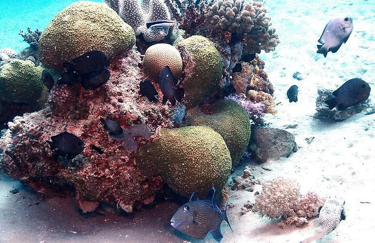 Schnorchelausflug zu den Qulaan Inseln in Marsa Alam 