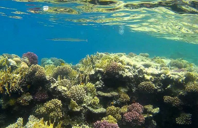 Schnorchelausflug zu den Qulaan Inseln in Marsa Alam 