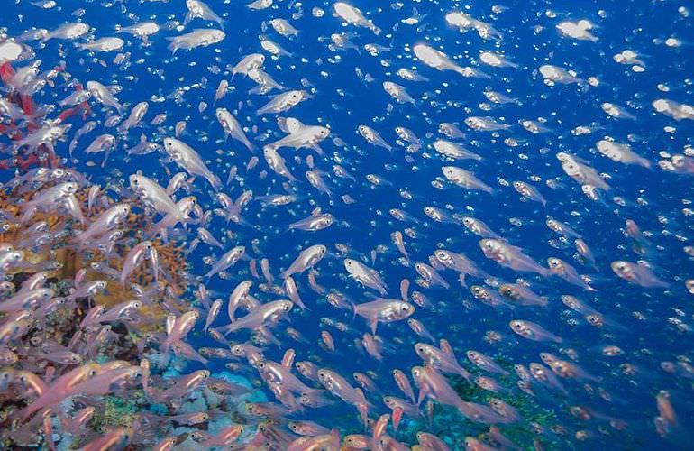 Schnorchelausflug zu den Qulaan Inseln in Marsa Alam 