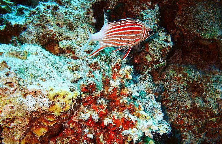 Schnorchelausflug zu den Qulaan Inseln in Marsa Alam 