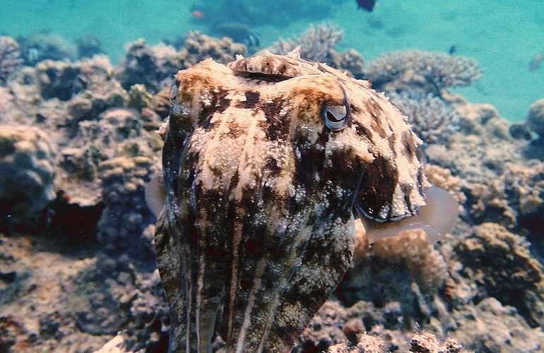 Schnorchelausflug zu den Qulaan Inseln in Marsa Alam 