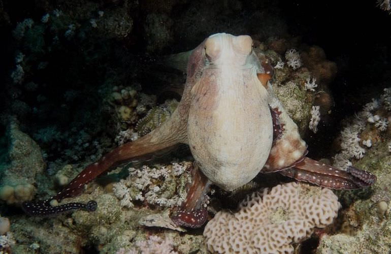 Schnorchelausflug zu den Qulaan Inseln in Marsa Alam 