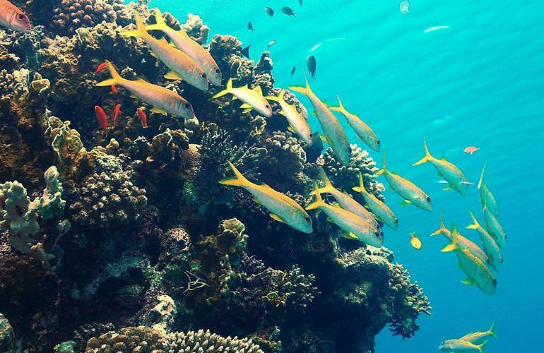 Schnorchelausflug zu den Qulaan Inseln in Marsa Alam 