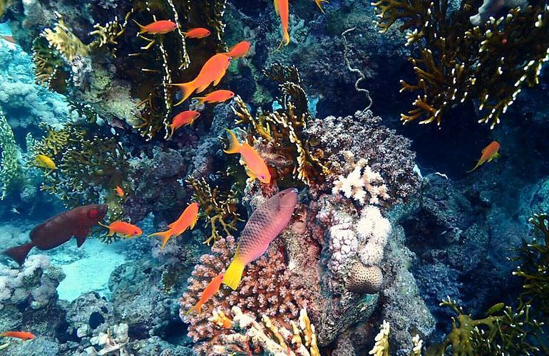 Schnorchelausflug zu den Qulaan Inseln in Marsa Alam 