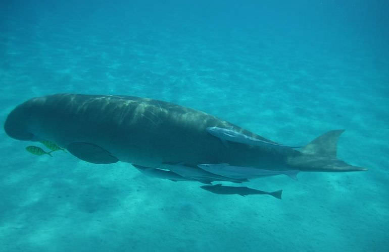 Ausflug Abu Dabab - Schnorcheln mit Schildkröten Marsa Alam