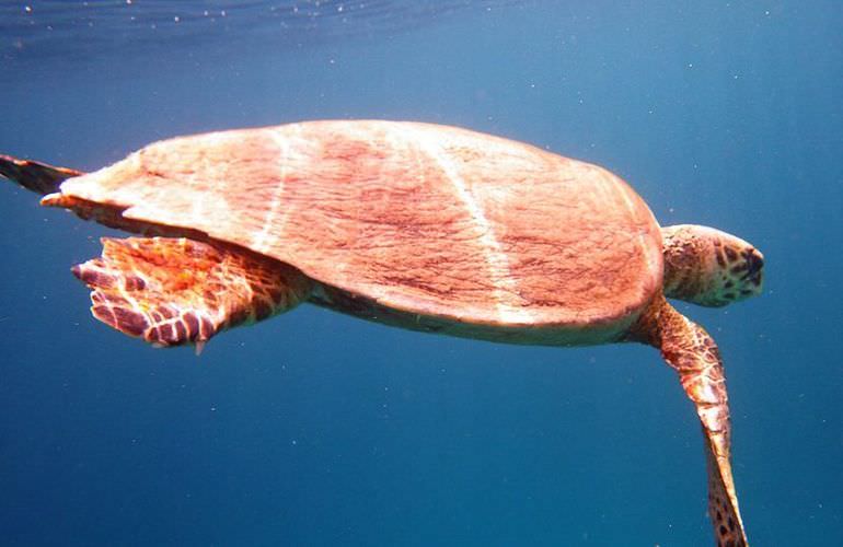 Schnorcheln mit Schildkröten in der Marsa Mubarak Bucht