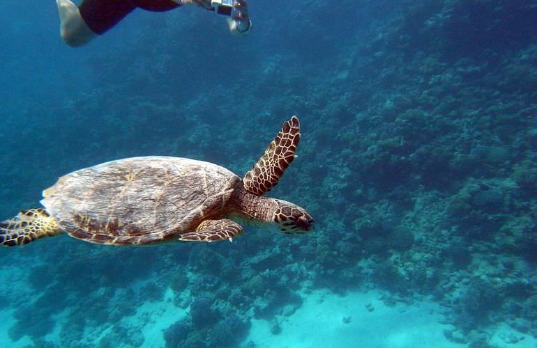 Schnorcheln mit Schildkröten in der Marsa Mubarak Bucht