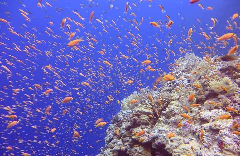 Ausflug Abu Dabab - Schnorcheln mit Schildkröten Marsa Alam