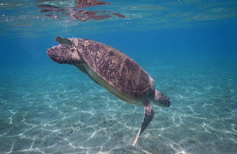 Schnorcheln mit Schildkröten in der Marsa Mubarak Bucht