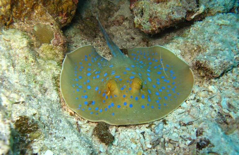 Ausflug Abu Dabab - Schnorcheln mit Schildkröten Marsa Alam