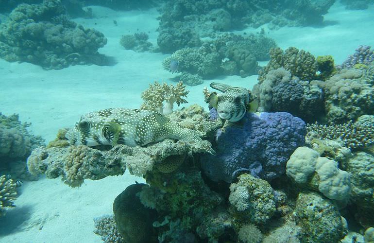 Ausflug Abu Dabab - Schnorcheln mit Schildkröten Marsa Alam